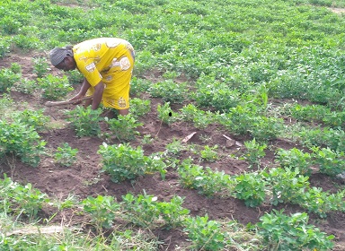 Caring For the Earth